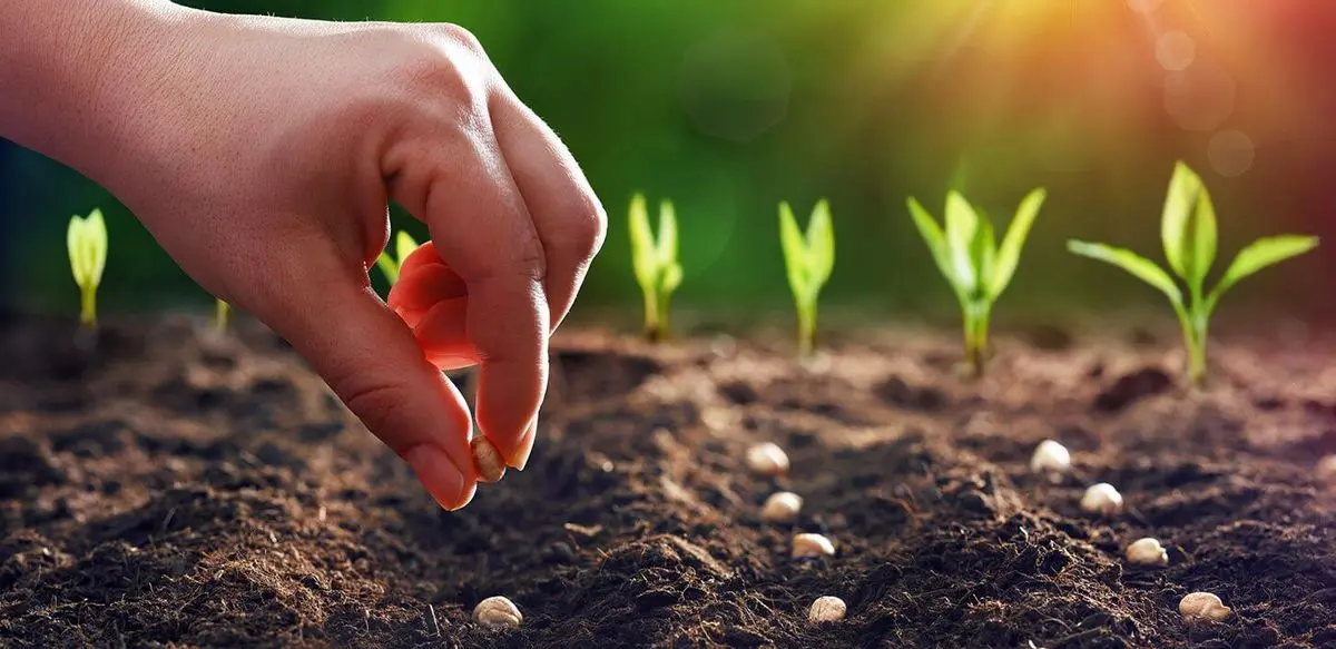 رایج‌ترین اشتباهات در کاشت بذر