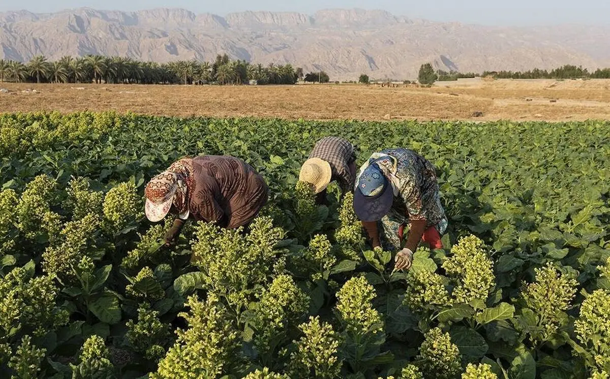 برداشت تنباکو در دشتستان بوشهر + تصویر