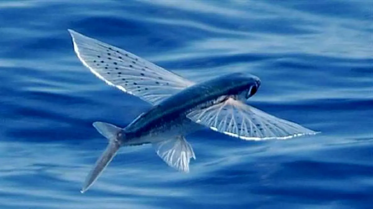 ماهی پرنده ایران را بیشتر بشناسید