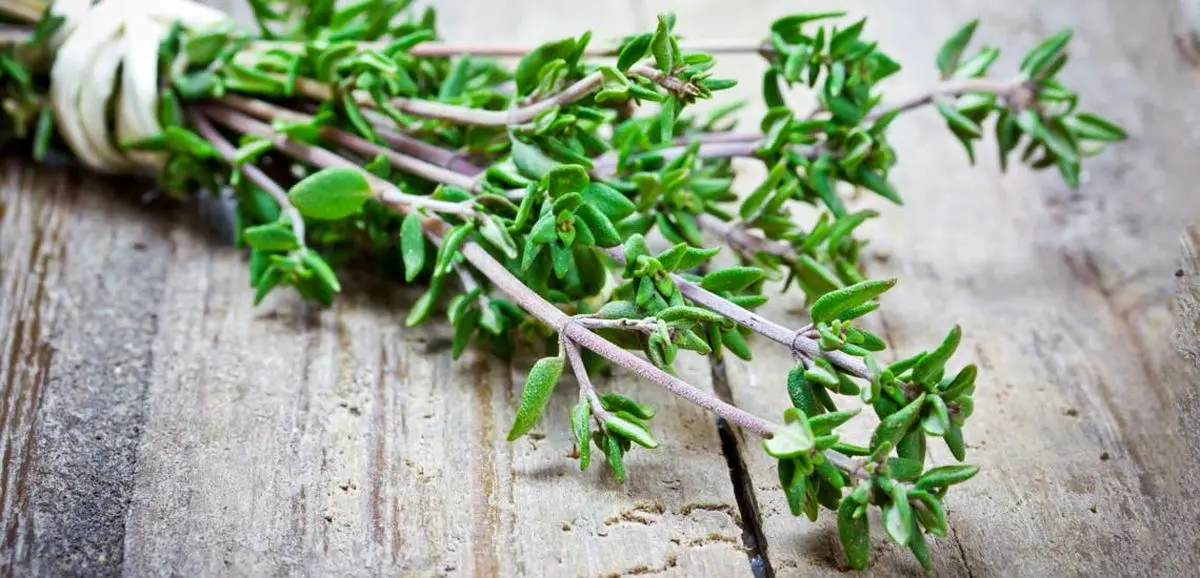 خوردن آویشن برای این افراد ممنوع!