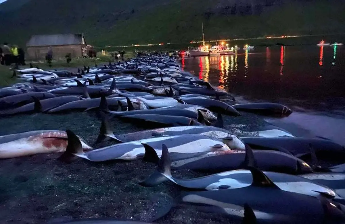 کشتار وحشیانه ۱۴۰۰ دلفین در جزایر فارو + تصویر