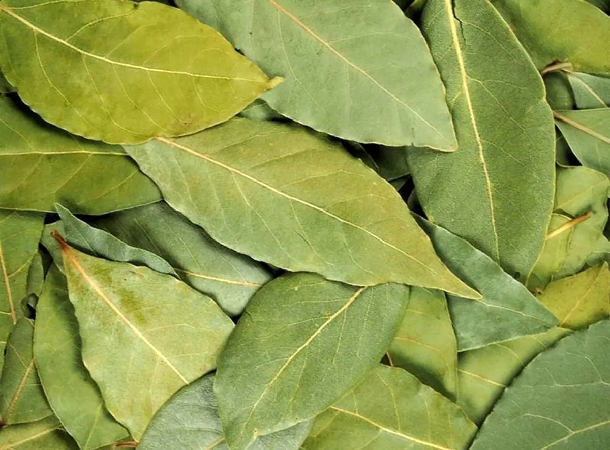 خواص برگ بو برای زیبایی پوست