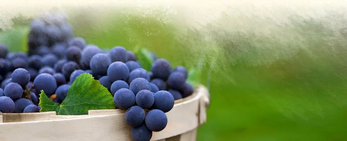 انگور، کلسترول خون را تصفیه می کند