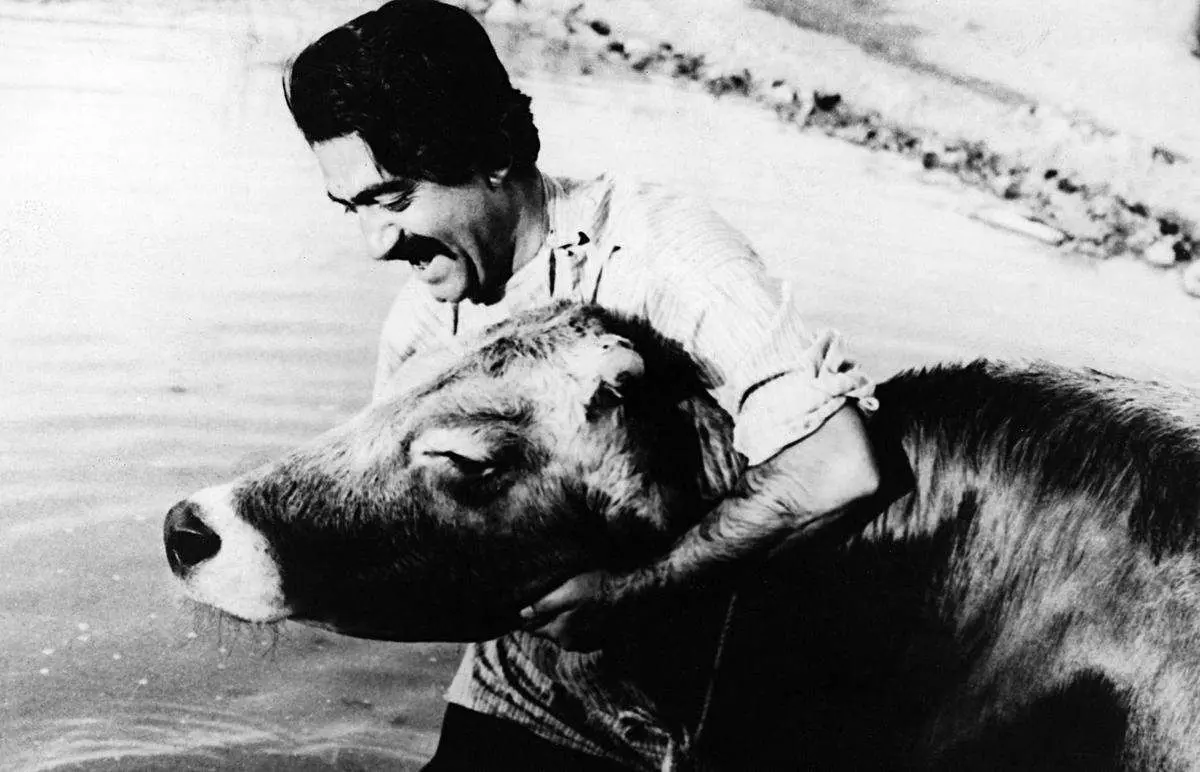 جشنواره فیلم‌های ایرانی در زوریخ با «گاو» مهرجویی آغاز می شود