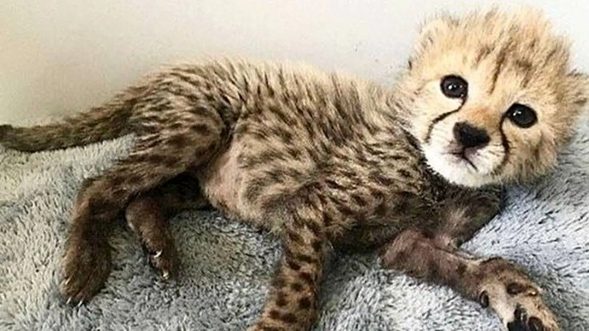 سه‌ماهگی پیروز؛ تنها توله زنده‌مانده ایران