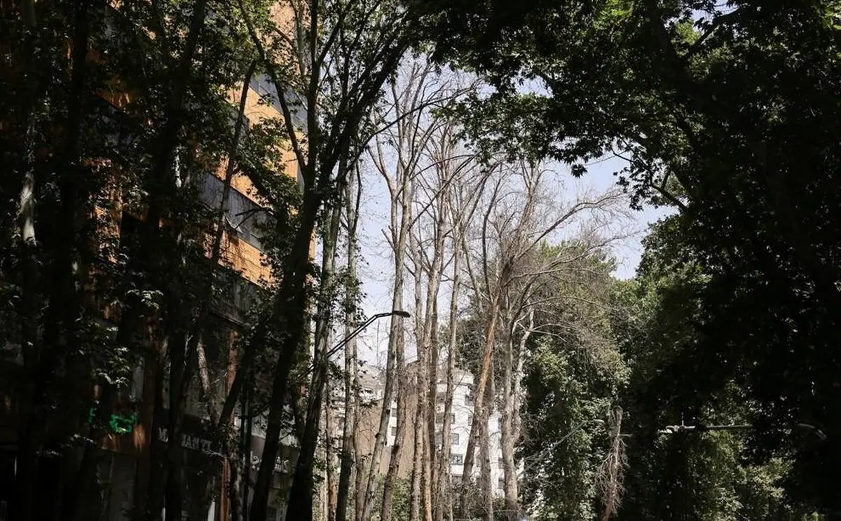 خشک شدن ۱۰ درخت خیابان ولیعصر + تصاویر