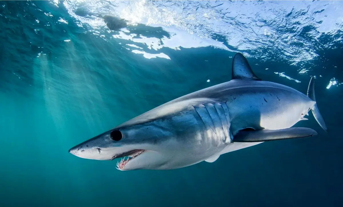 بزرگ ترین کوسه جهان گوشتخوار نیست