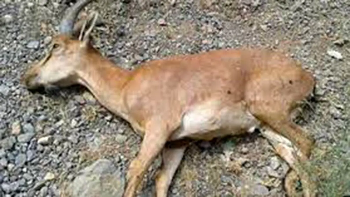 آخرین وضعیت بیماری طاعون نشخوارکنندگان