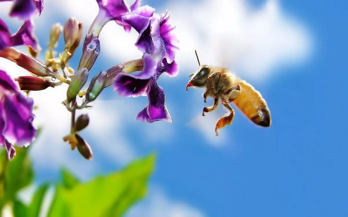 شیوه جدید درمان آلزایمر با زهر زنبور