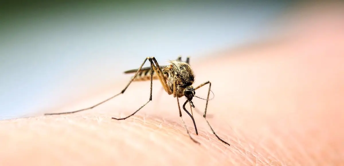 ایران در آستانه گواهی حذف بیماری مالاریا