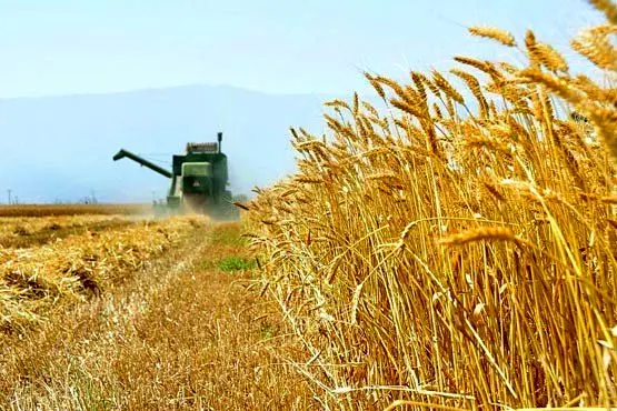 ۱۷هزارتن گندم از کشاورزان خریداری شد