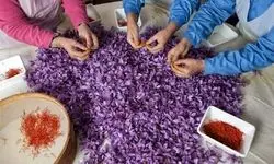 قطعی اینترنت، بازار زعفران ایران را نابود کرد | افغانستان جایگزین ایران شد!