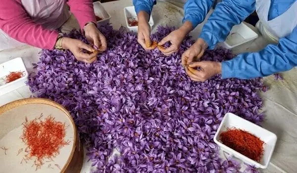 قطعی اینترنت، بازار زعفران ایران را نابود کرد | افغانستان جایگزین ایران شد!