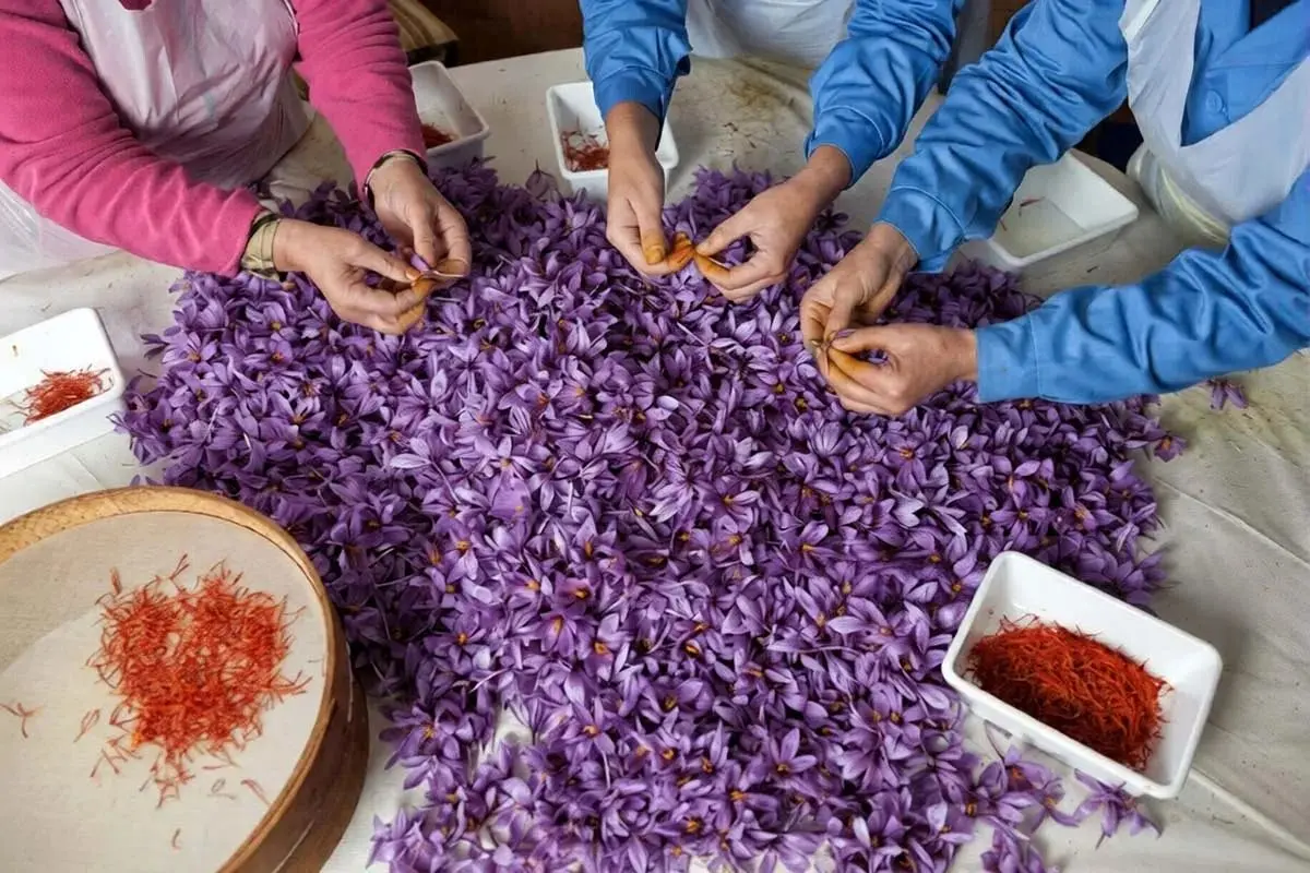 قطعی اینترنت، بازار زعفران ایران را نابود کرد | افغانستان جایگزین ایران شد!