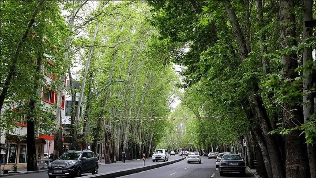 جابجایی درختان کهنسال راهکاری برای نجات جانشان