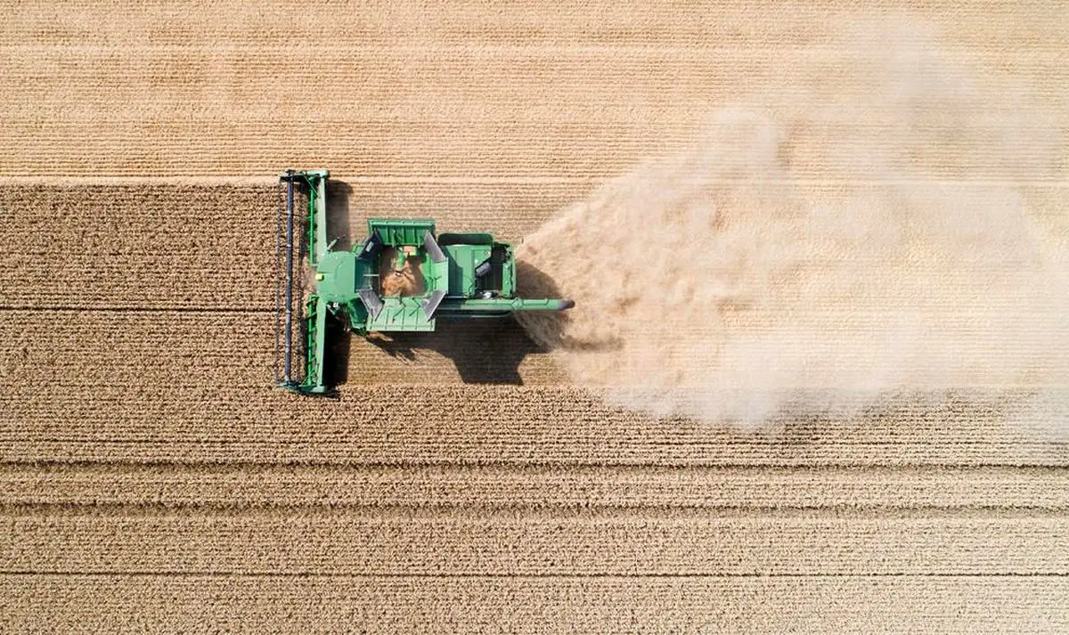 مطالبات گندمکاران بازهم پرداخت نشد | شهریور پایان یافت آقای وزیر شرمنده کشاورزان شدی