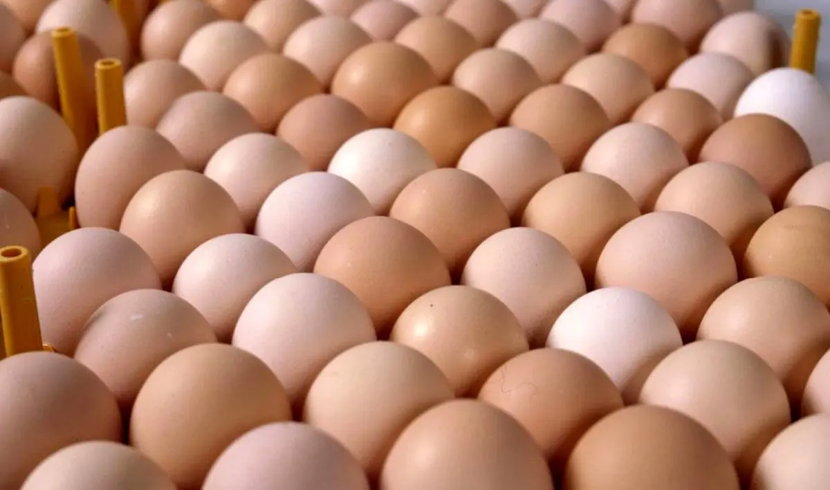 تخم مرغ قهوه ای سالم تر است یا تخم مرغ سفید؟