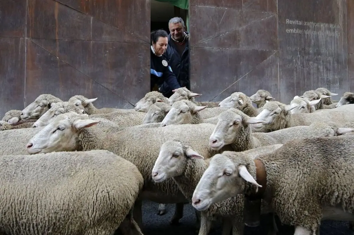افزایش بیش از ۱۶۰ درصدی قیمت گوسفند زنده