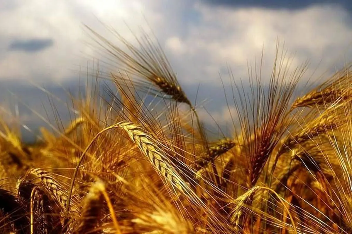 فوری؛ قیمت جدید گندم اعلام شد + جدول