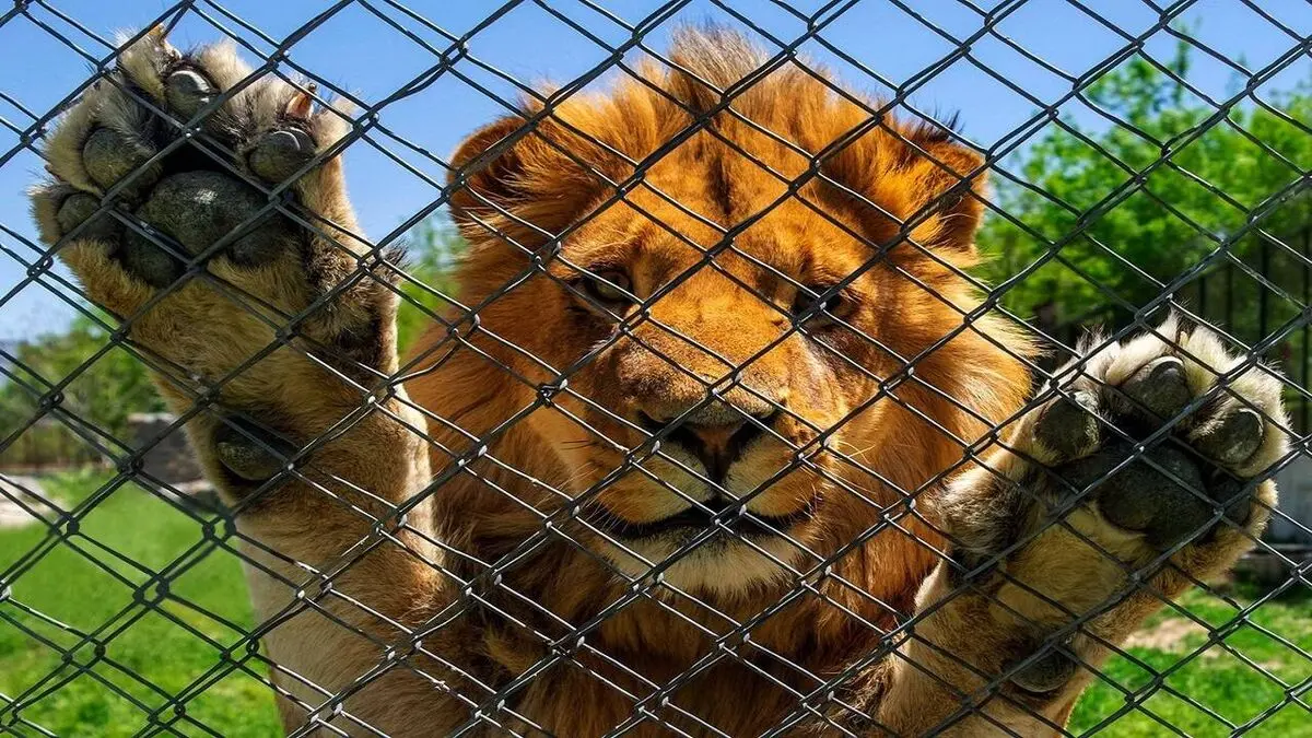 معاون محیط زیست: شیر باغ وحش مشهد به بیماری مبتلا شده است
