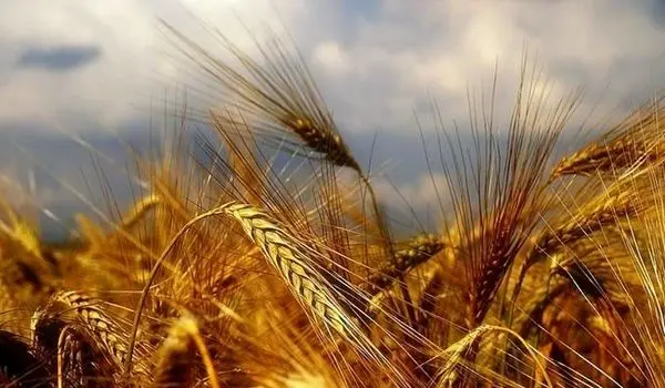 آغاز دومین مرحله پرداخت مطالبات گندمکاران در خوزستان