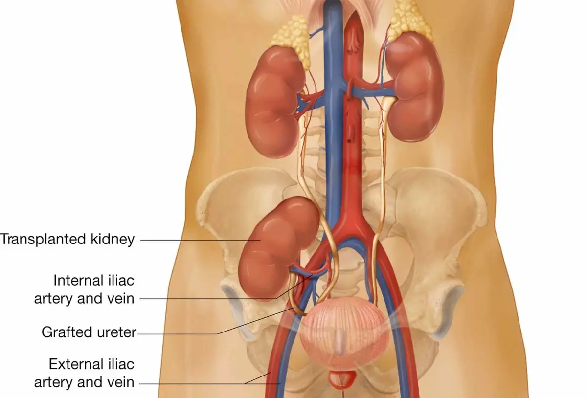 7 روش برای حفظ سلامت مثانه
