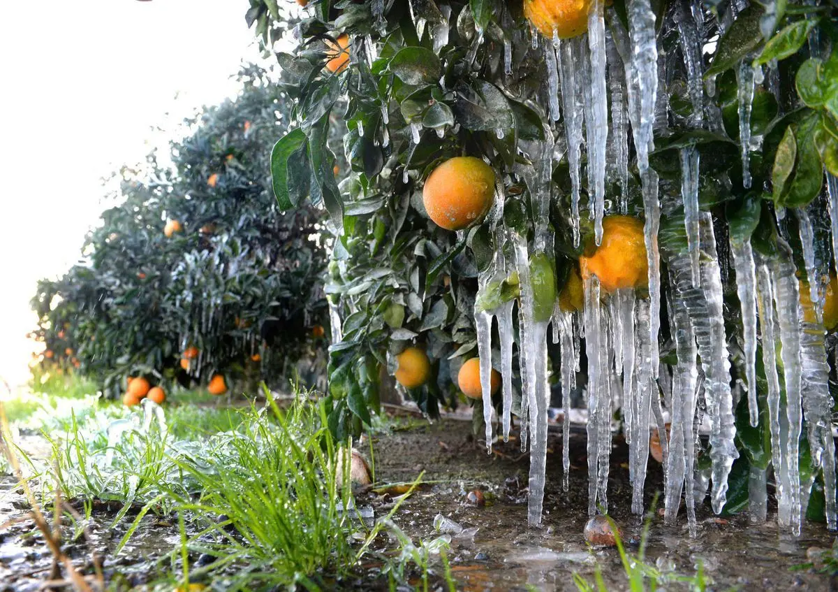 خسارت سرمازدگی به باغات ۲۸ استان