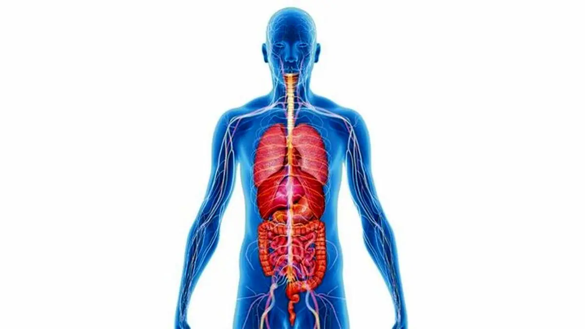 سیستم ایمنی بدن چگونه شکل می‌گیرد؟