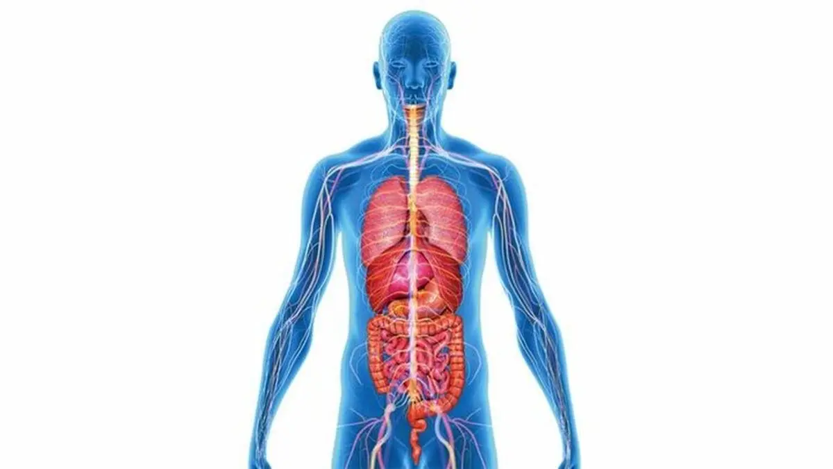 سیستم ایمنی بدن چگونه شکل می‌گیرد؟