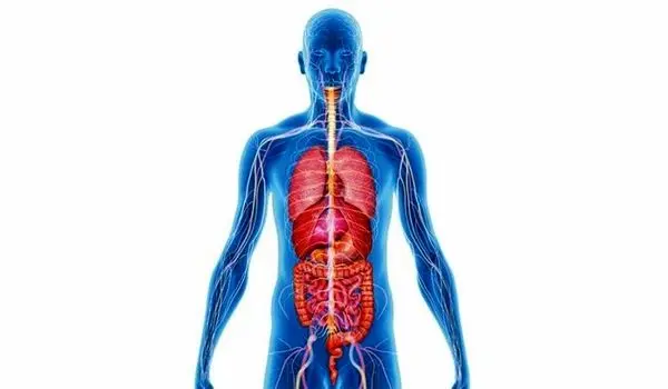 سیستم ایمنی بدن چگونه شکل می‌گیرد؟