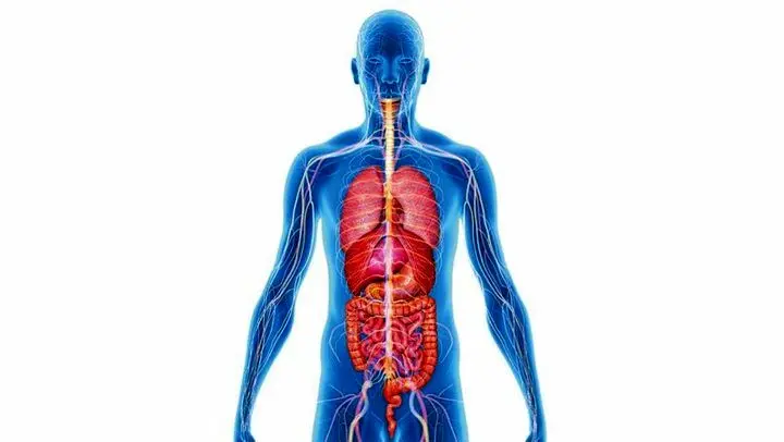 سیستم ایمنی بدن چگونه شکل می‌گیرد؟