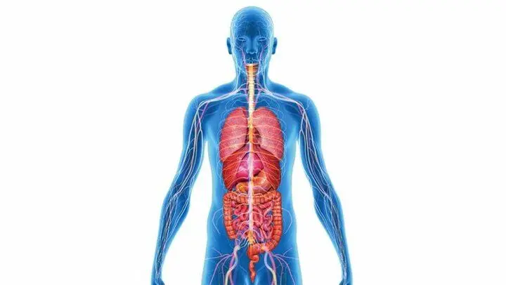 سیستم ایمنی بدن چگونه شکل می‌گیرد؟