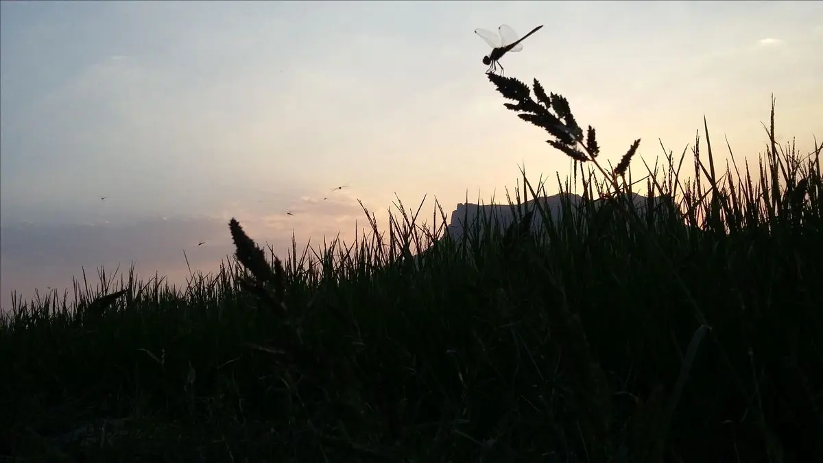 از خواب مرگ پرهیز کنید!