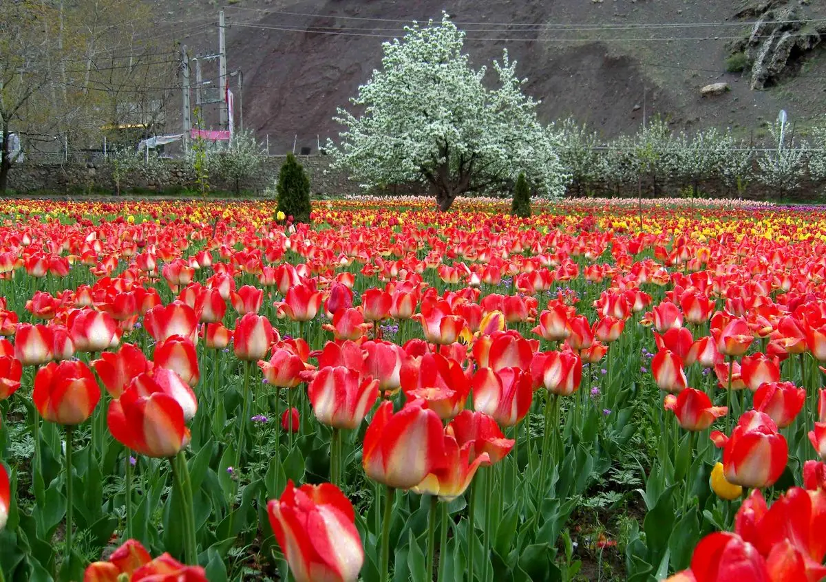 قیمت گل در ایران ۶ برابر هلند! | رسانه خبری اینتیتر