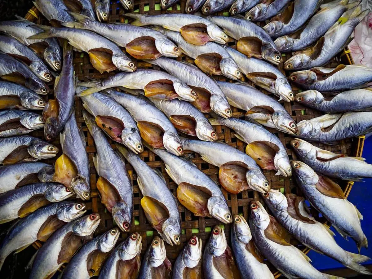 خشک کردن ماهی ها در تایلند + تصویر | رسانه خبری اینتیتر