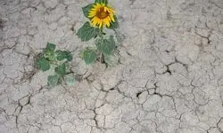 بحران اقلیمی اروپا را خشکاند؛ خشکسالی بی‌سابقه و گرمای شدید امنیت آب و غذا را تهدید می‌کند