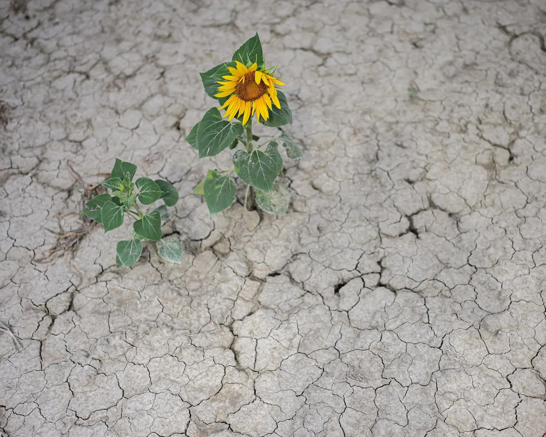 بحران اقلیمی اروپا را خشکاند؛ خشکسالی بی‌سابقه و گرمای شدید امنیت آب و غذا را تهدید می‌کند
