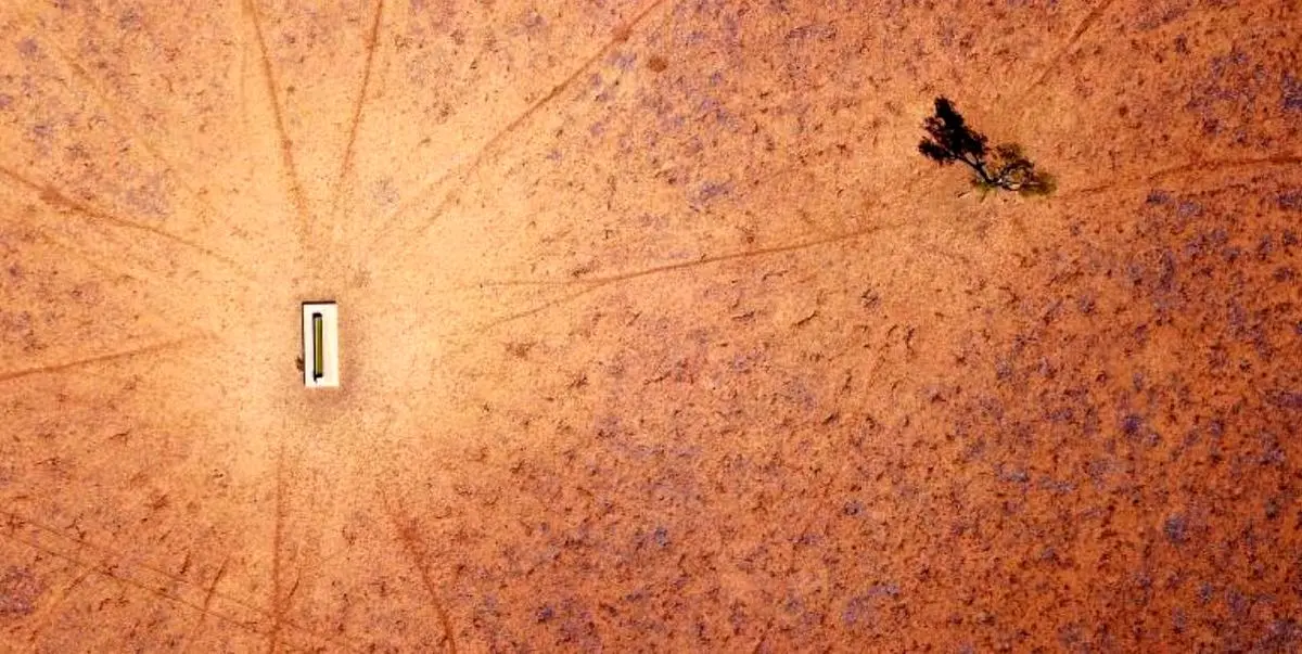 تک درختی در استرالیا + تصویر