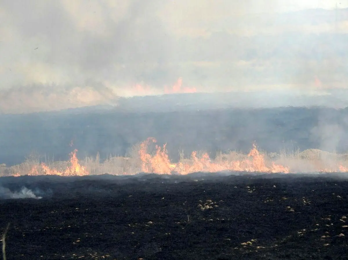 رهاسازی آب از سوی ایران در بخش عراقی هورالعظیم