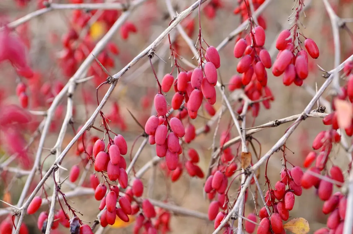 دانه های معجزه آسا برای خون سازی