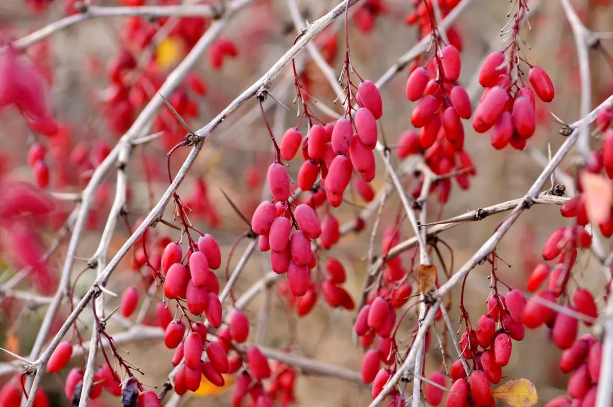 دانه های معجزه آسا برای خون سازی