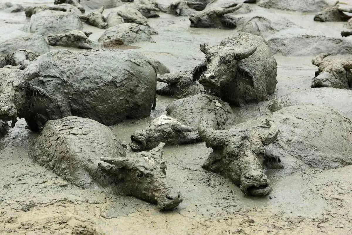 خنک شدن به سبک بوفالوها + تصویر