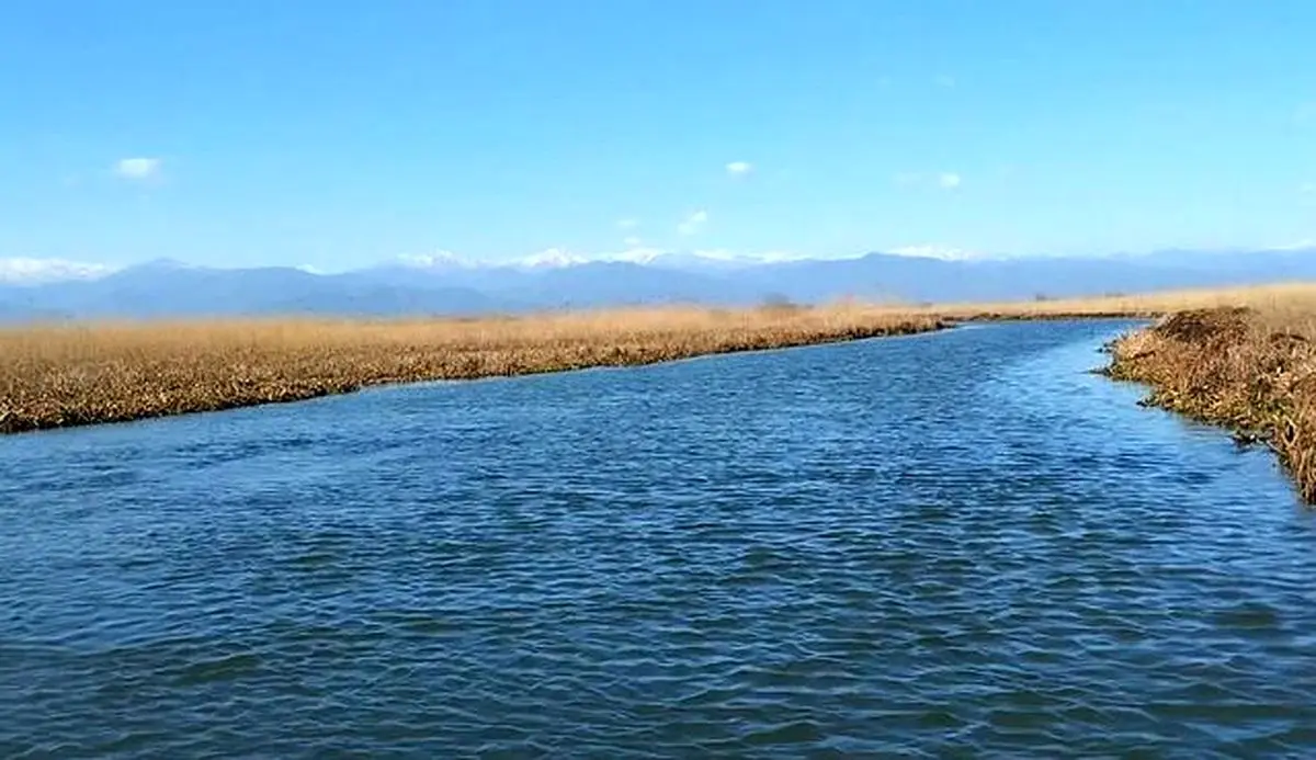 پاکسازی گیاه مهاجم سنبل آبی در منطقه حفاظت‌شده سیاه کشیم
