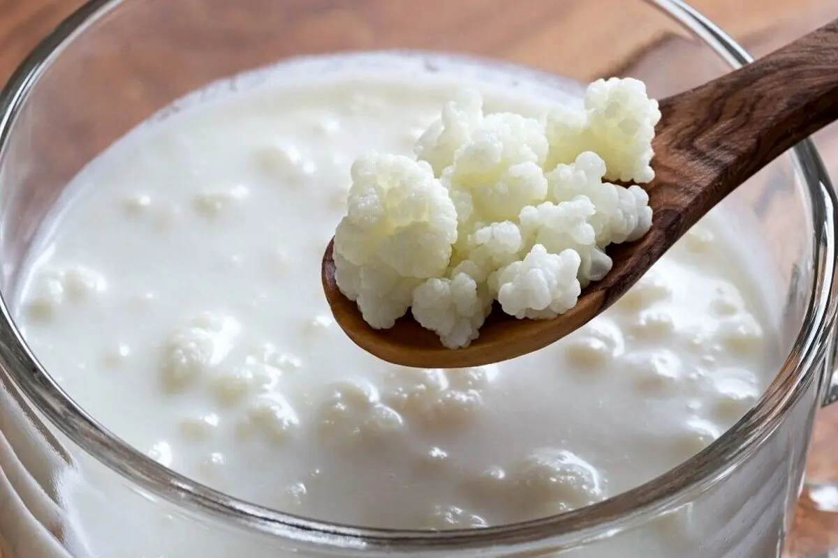 نقش شگفت‌انگیز کفیر در کند کردن روند پیری
