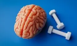 ورزش چگونه شبکه‌های احساسی مغز را تغییر می‌دهد؟ کشف ارتباط فعالیت بدنی با بهبود خلق‌وخو