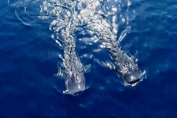 «آخرین کوسه نهنگ» مسافر یک جشنواره تازه شد