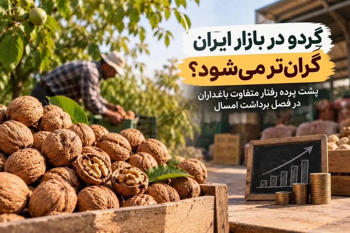 گردو در بازار ایران گران‌تر می‌شود؟ پشت پرده رفتار متفاوت باغداران در فصل برداشت امسال