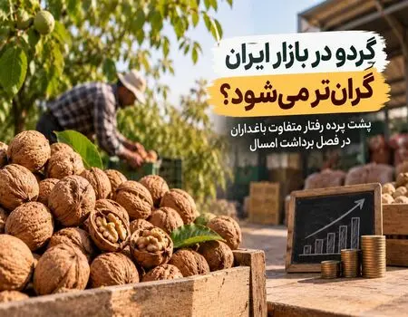 گردو در بازار ایران گران‌تر می‌شود؟ پشت پرده رفتار متفاوت باغداران در فصل برداشت امسال