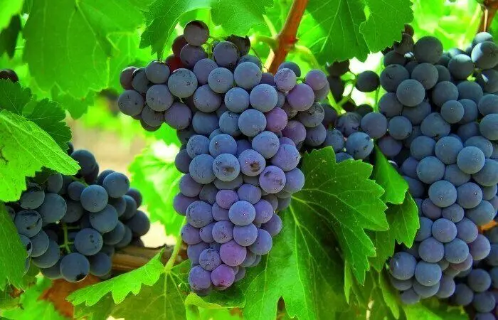 انگور ناشتا چه خواصی دارد؟