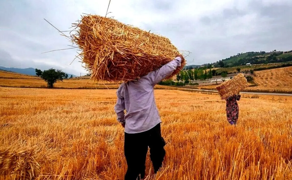 خبر فوری از زمان قطعی پرداخت مطالبات گندمکاران امروز یکشنبه ۵ مرداد ۱۴۰۴